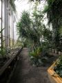 Palmový skleník červenec 2011