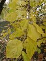 Hamamelis virginiana- větvička, listy, květy i plody