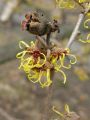 Hamamelis japonica- květy