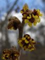 Hamamelis japonica - rozkvétající poupata